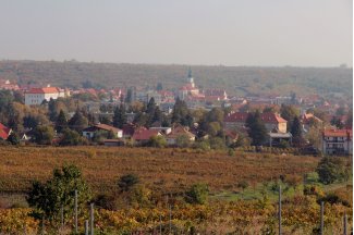 vino
